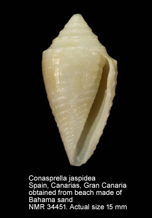 Conus jaspideus.jpg - Conasprella jaspidea(Gmelin,1791)